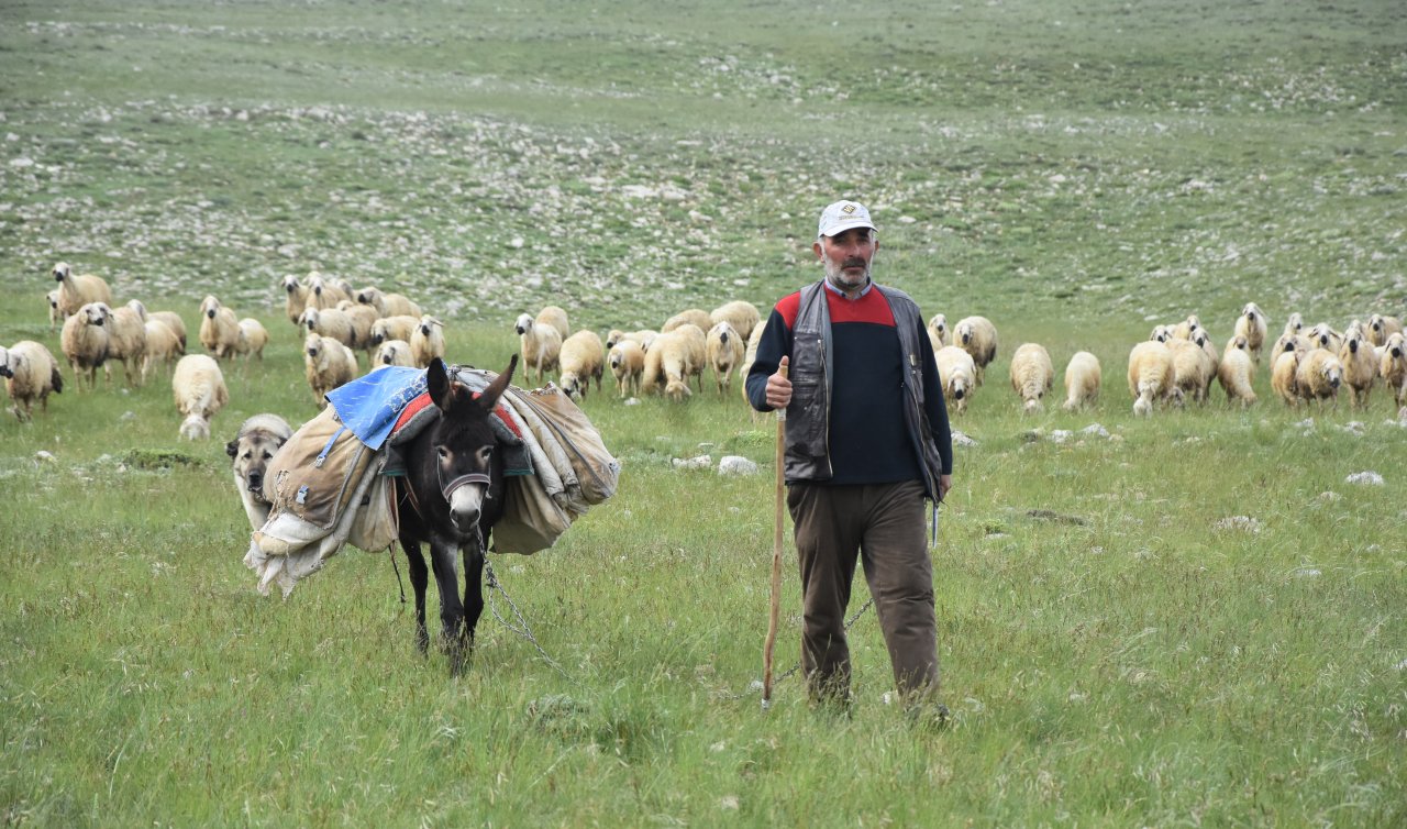  40 bin TL maaşla çoban bulamayan köylüler hayvanlarını satıyor