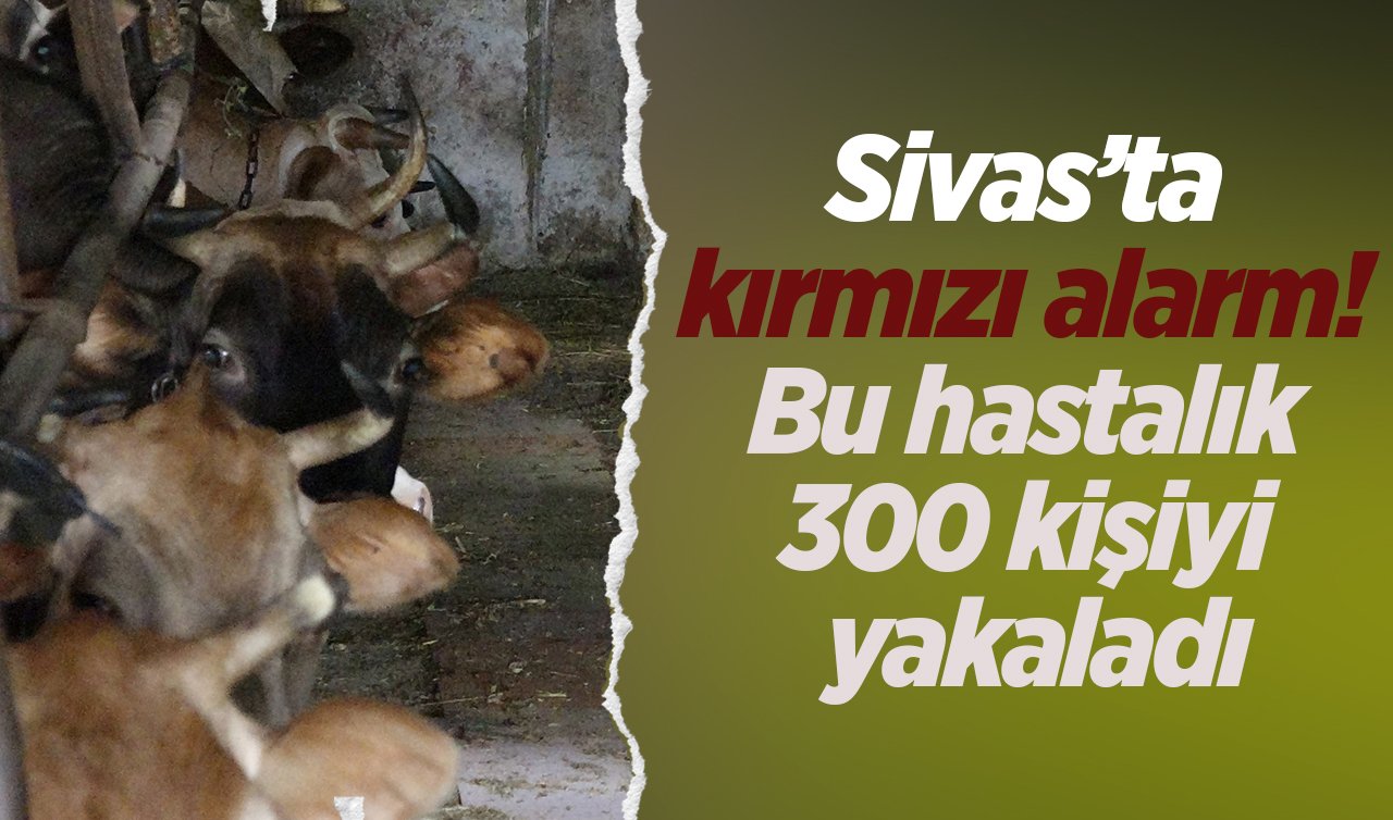  Sivas’ta kırmızı alarm! Bu hastalık 300 kişiyi yakaladı: Kurban alımlarına dikkat uyarısı geldi! 