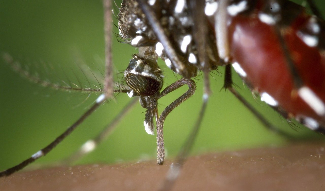 Ateşli hastalığa neden olan sivrisinek türü Avrupa’da yayılıyor