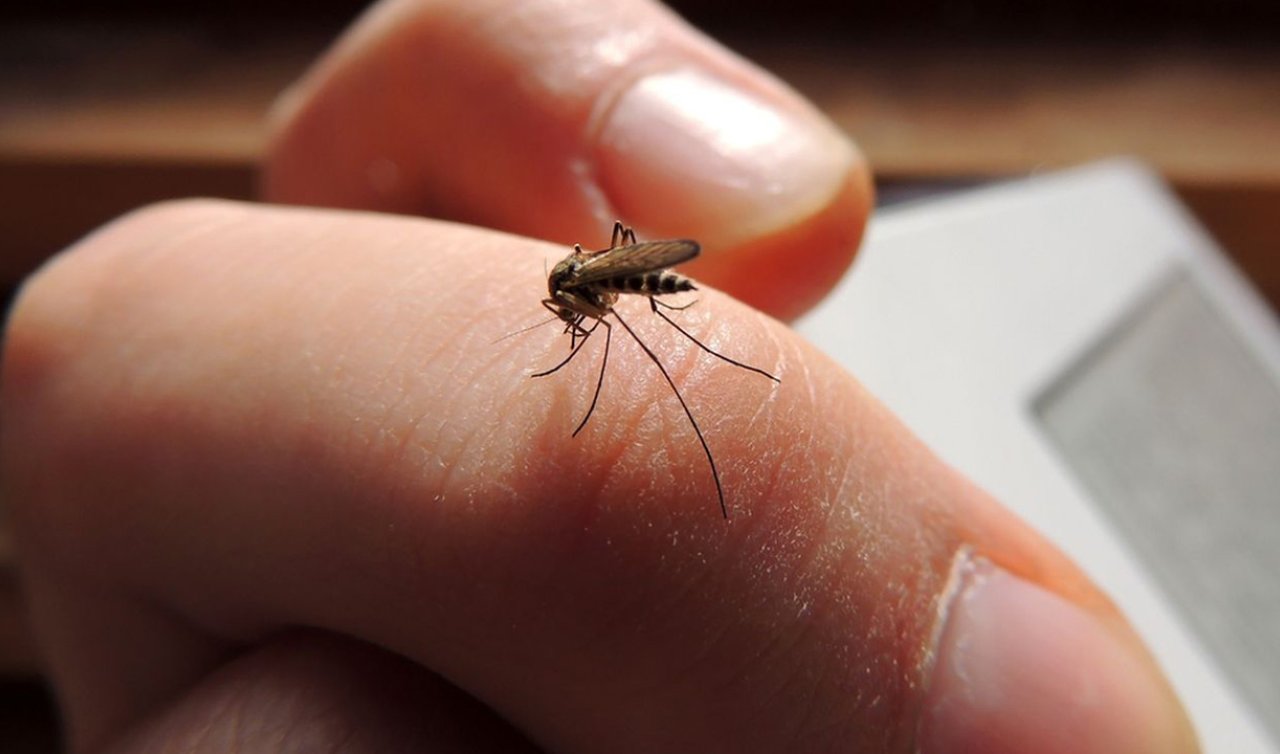 Yaz ayının kabusu sivrisineklerden kurtulmanın doğal yolu! 