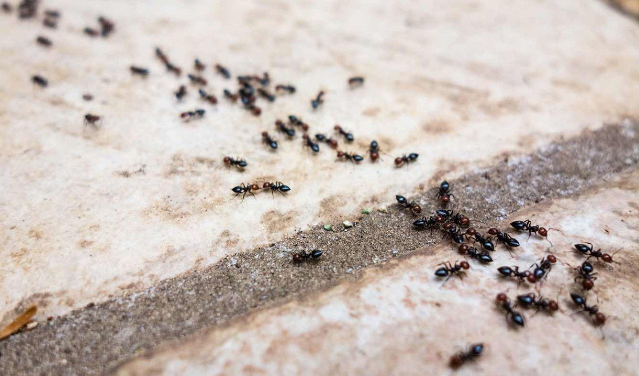 Evi istila eden karıncalara doğal, ekonomik ve pratik çözüm! 
