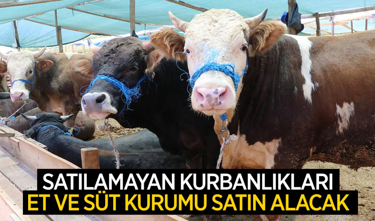  Satılamayan kurbanlıkları Et ve Süt Kurumu satın alacak