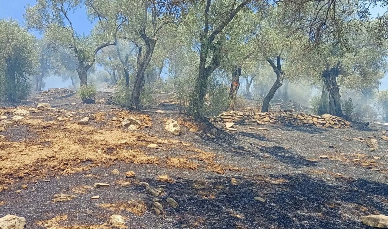 Zeytinlik yangınında 30 dönüm alan zarar gördü