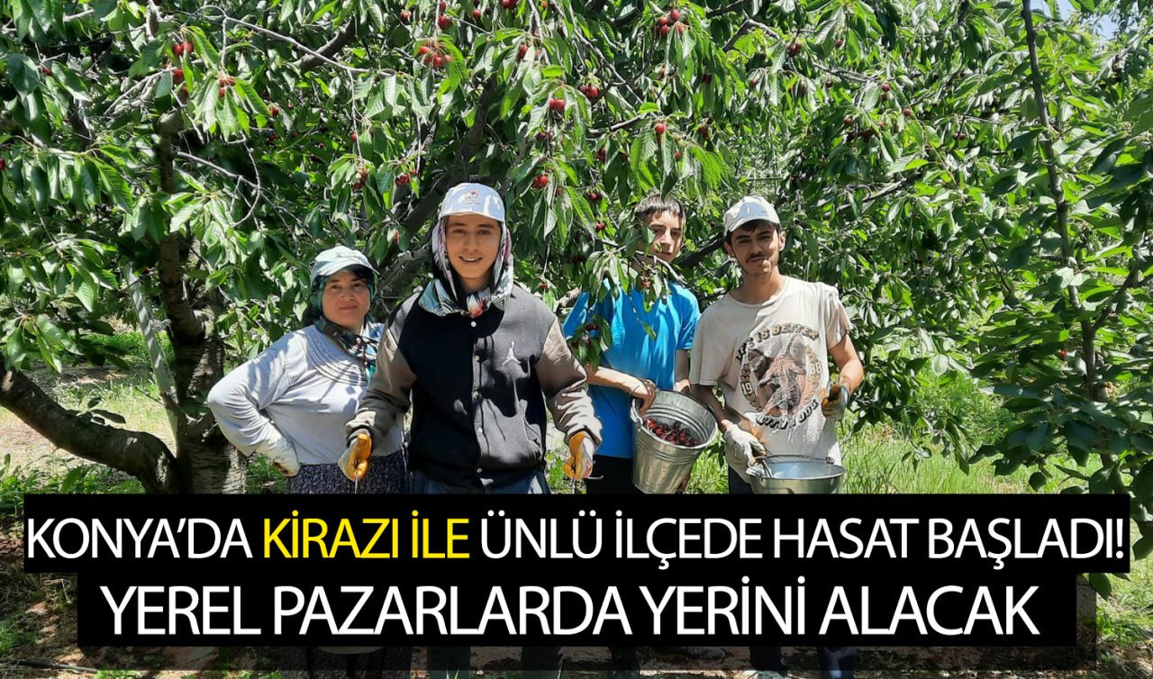 Konya’da kirazı ile ünlü ilçede hasat başladı! Yerel pazarlarda yerini alacak