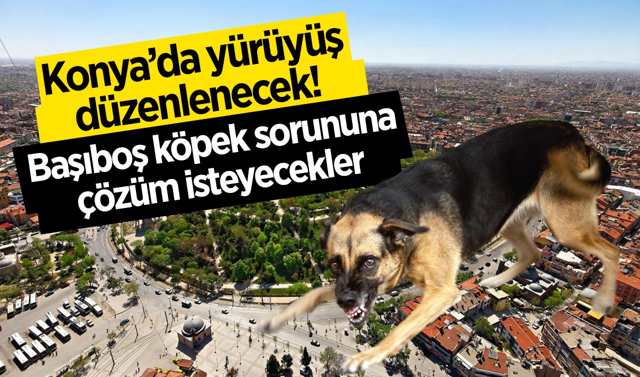  Konya’da yürüyüş düzenlenecek! Başıboş köpek sorununa çözüm istenecek