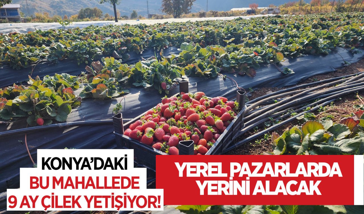 Konya’daki bu mahallede 9 ay çilek yetişiyor! Yerel pazarlarda yerini alacak