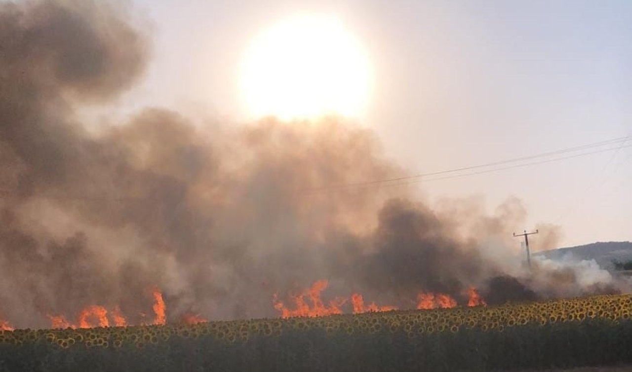 Buğday tarlasındaki yangın 1 saatte kontrol altına alındı; 60 dönüm ekili alan yandı