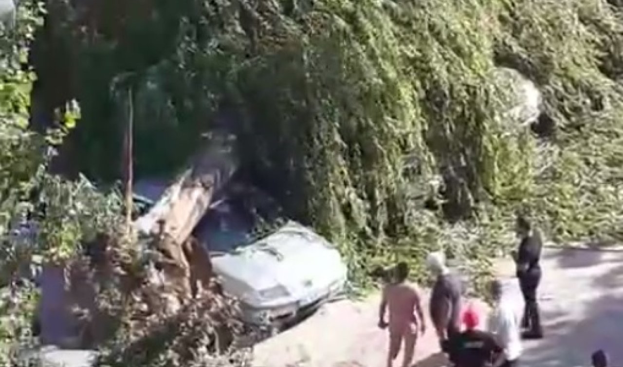Kuvvetli rüzgar; Ağaç devrildi 4 araç hasar gördü