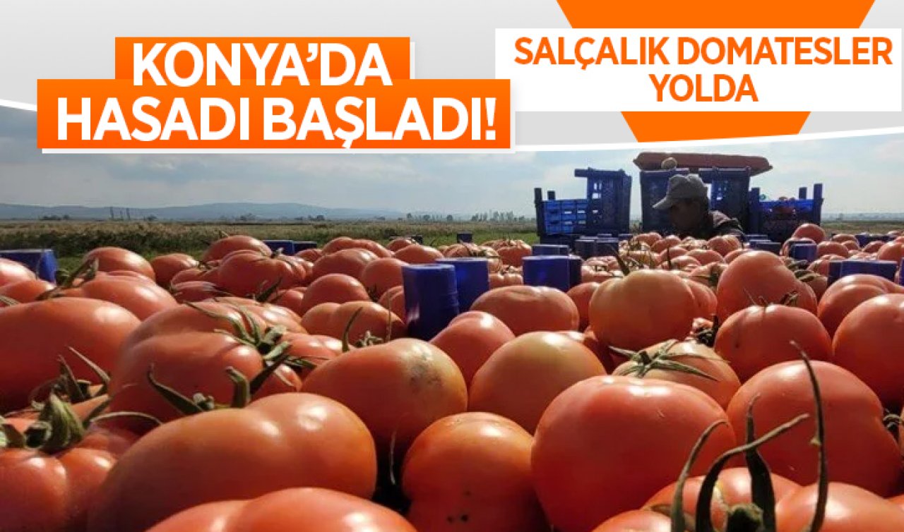 Konya’da hasadı başladı! Salçalık domatesler yolda