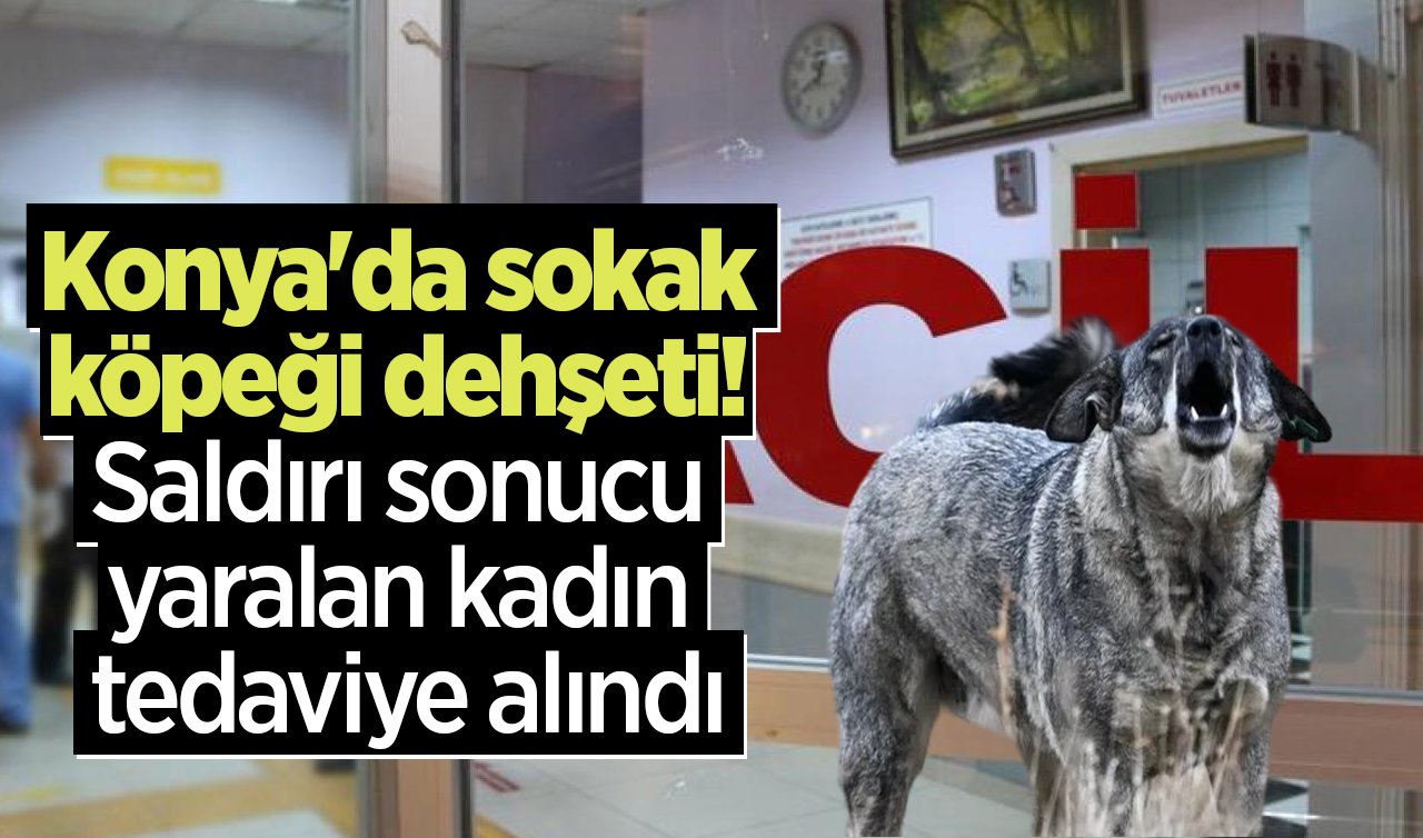 Konya’da sokak köpeği dehşeti! Saldırı sonucu yaralan kadın tedaviye alındı