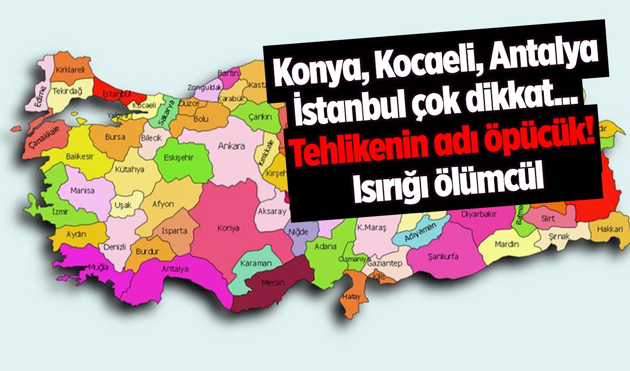Konya Kocaeli Antalya İstanbul çok dikkat... Tehlikenin adı öpücük! Isırığı ölümcül