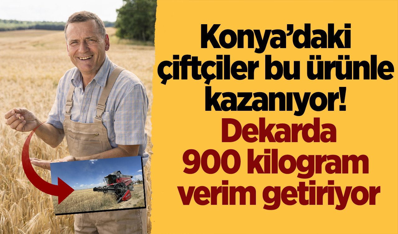 Konya’daki çiftçiler bu ürünle kazanıyor!  Dekarda 900 kilogram verim getiriyor