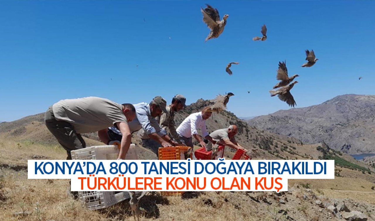 Konya’da 800 tanesi doğaya bırakıldı! Türkülere konu olan kuş 