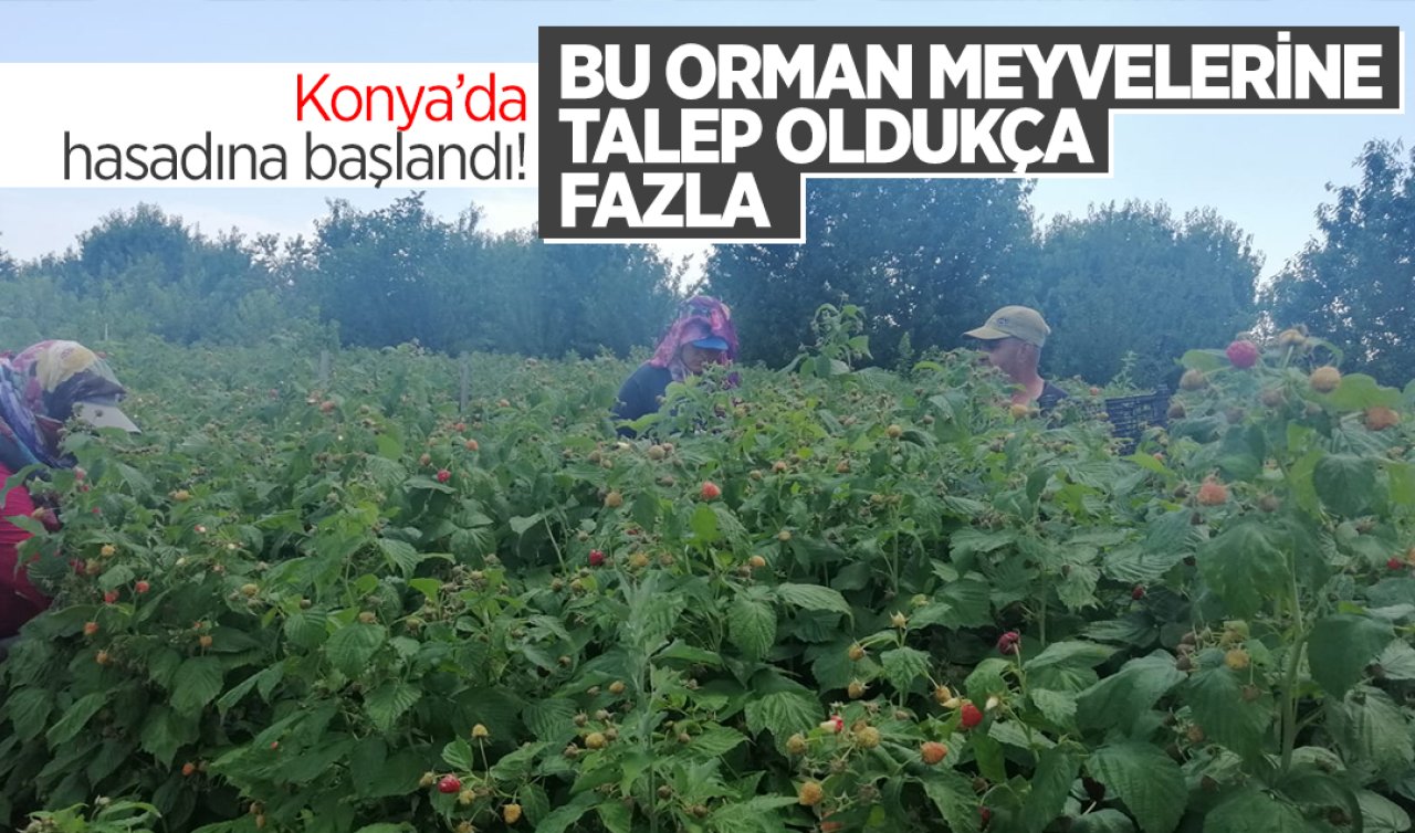 Konya’da hasadına başlandı! En çok tüketilen orman meyveleri: Antioksidan açısından zengin