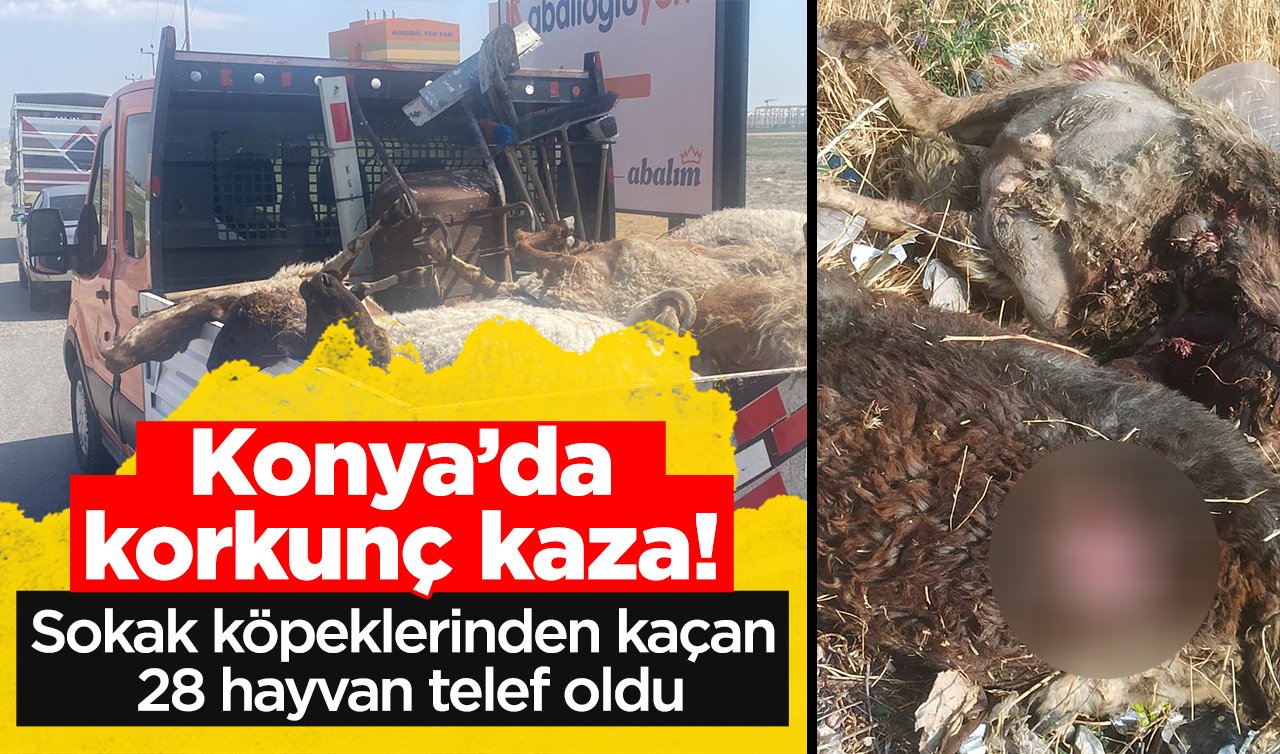 Konya’da korkunç kaza! Sokak köpeklerinden kaçan 28 hayvan telef oldu
