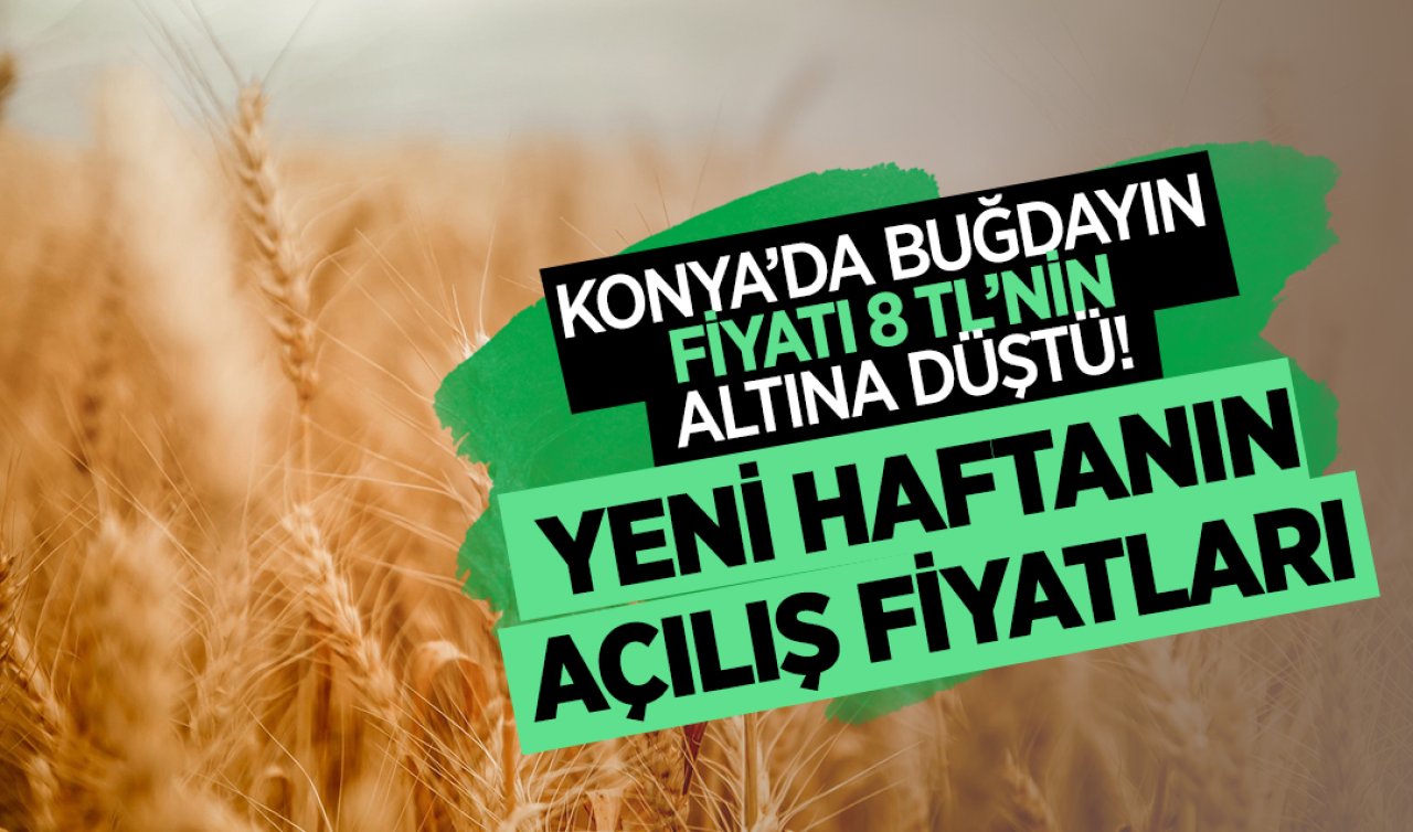 Konya’da buğdayın fiyatı 8 TL’nin altına düştü! Yeni haftanın açılış fiyatları