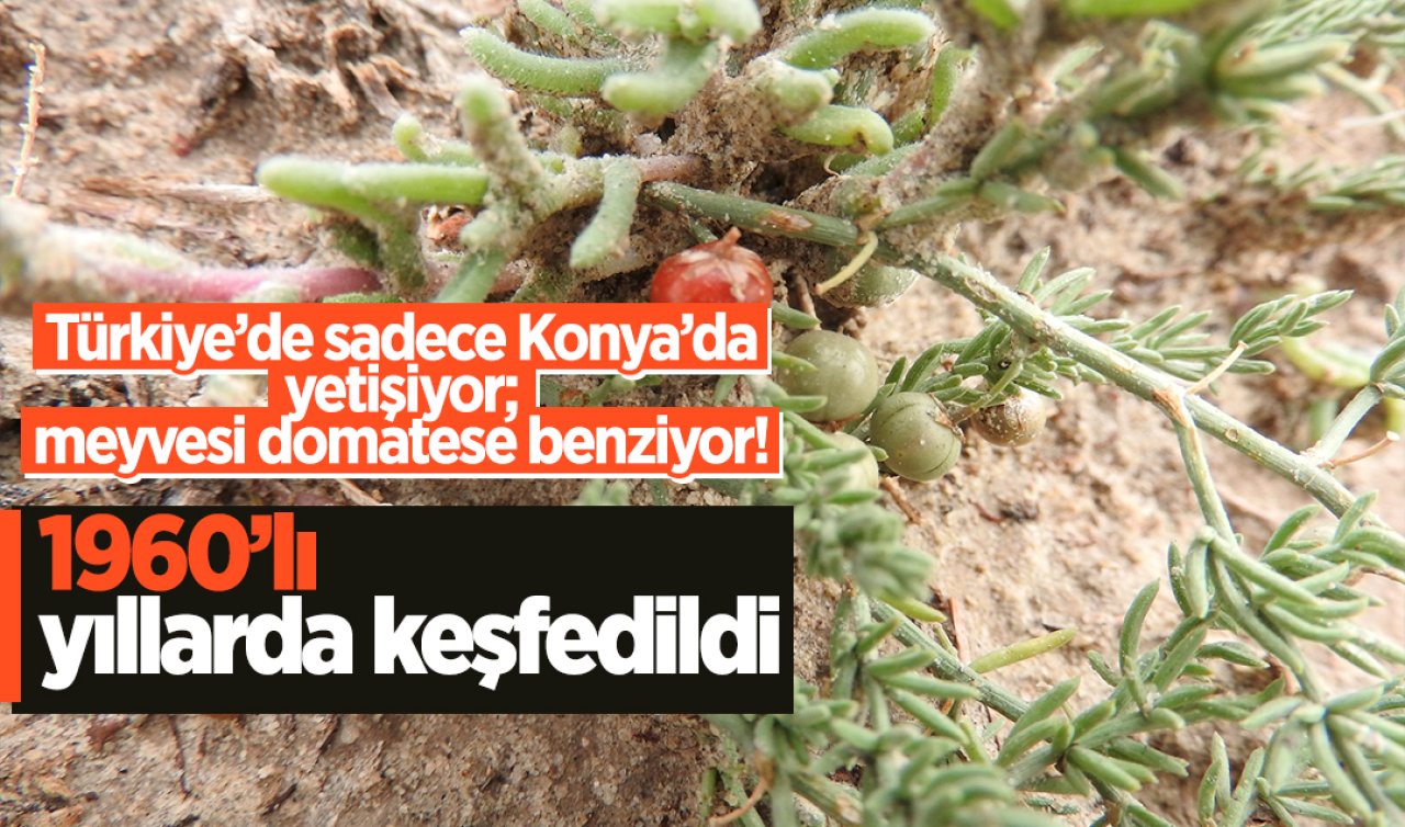 Sadece Konya’da yetişiyor; meyvesi domatese benziyor! 1960’lı yıllarda keşfedildi