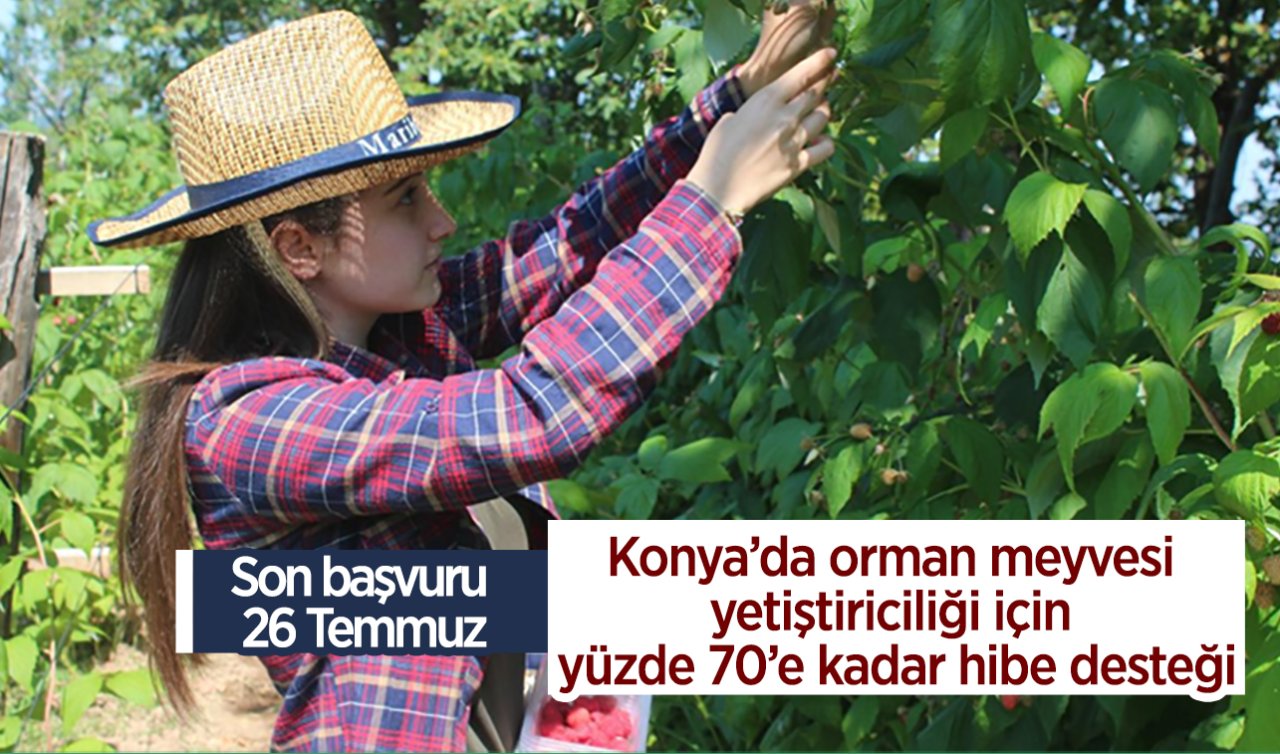 Konya’da orman meyvesi yetiştiriciliği için yüzde 70’e kadar hibe desteği! Son başvuru 26 Temmuz