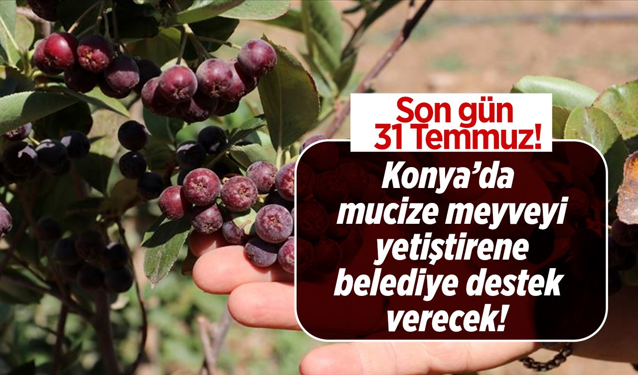 Mucize meyveyi Konya’da yetiştirene belediye destek verecek! 