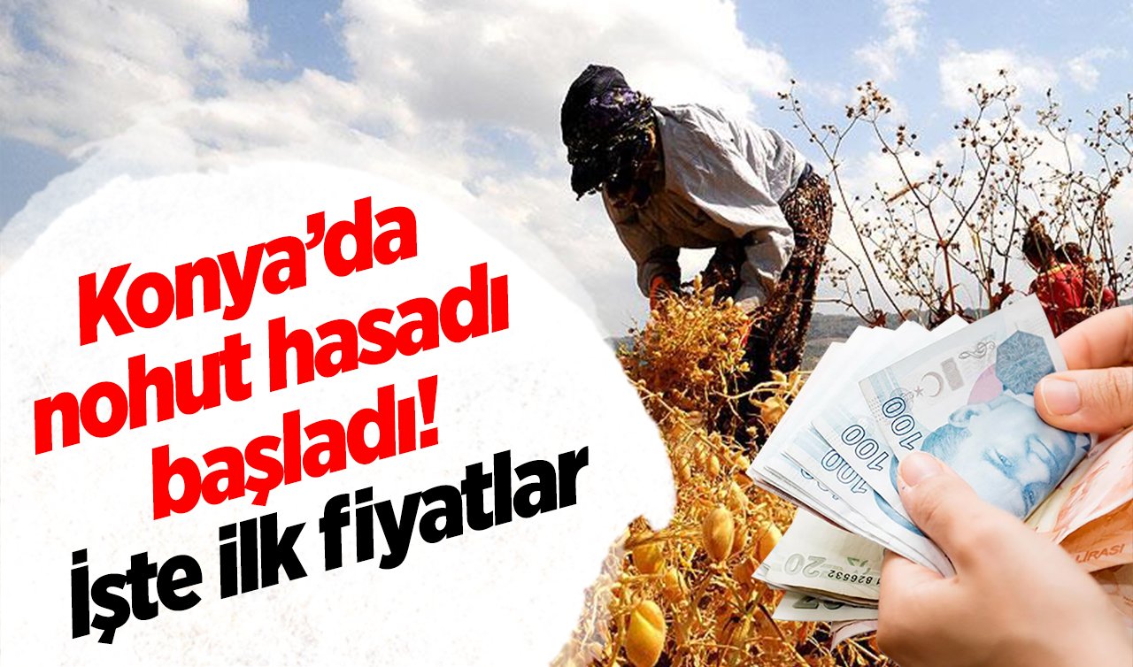  Konya’da nohut hasadı başladı! İşte ilk fiyatlar