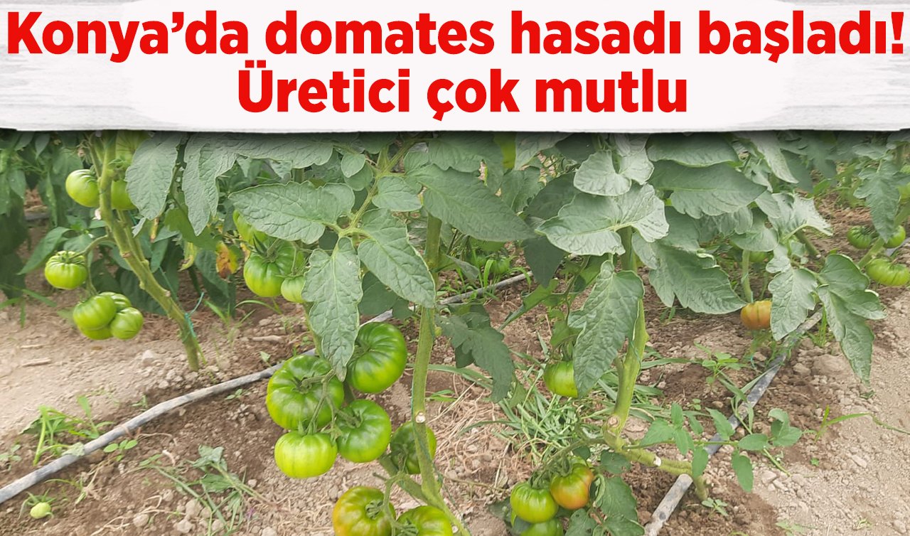 Konya’da domates hasadı başladı! Üretici çok mutlu