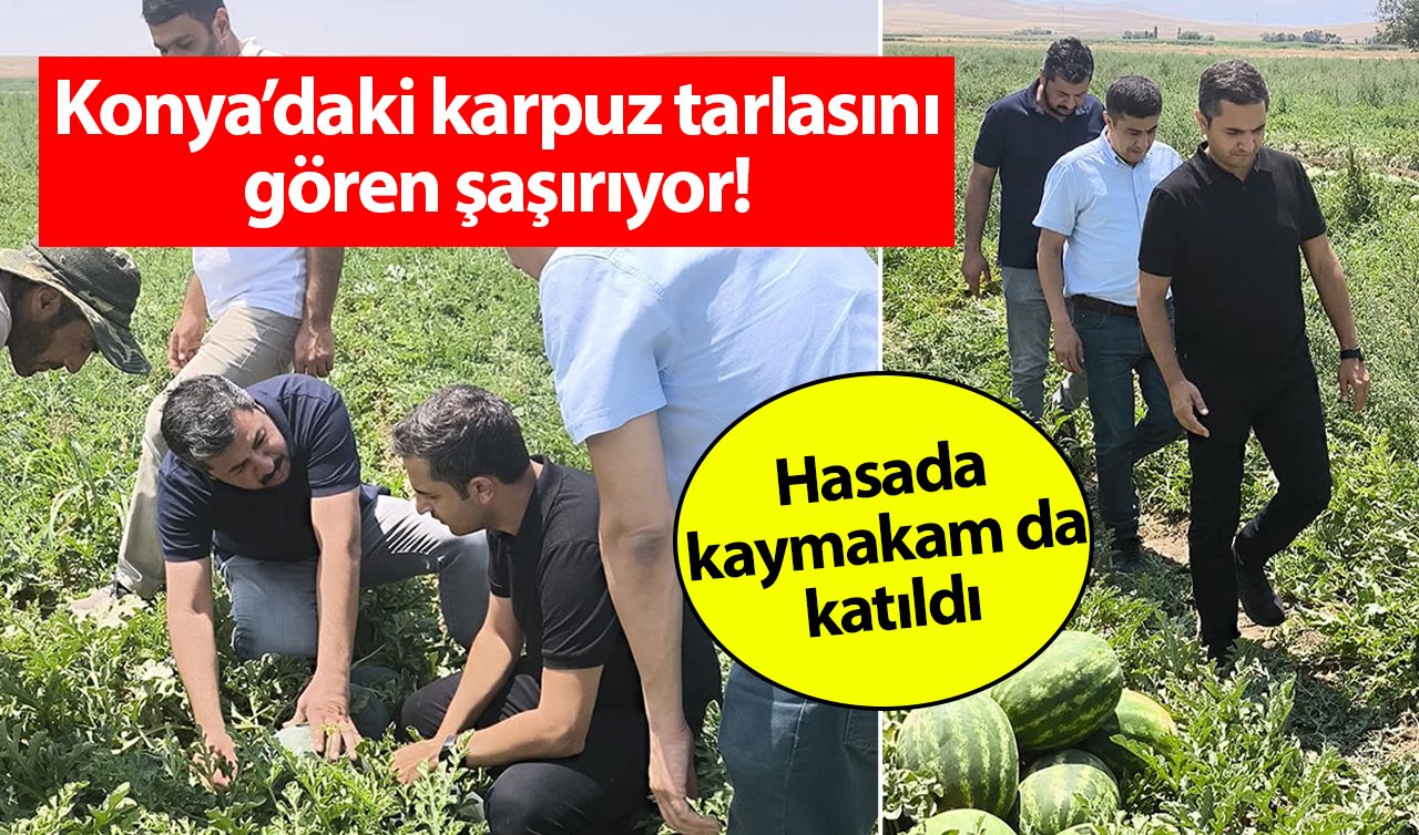  Konya’daki karpuz tarlasını gören şaşırıyor! Hasada kaymakam da katıldı 