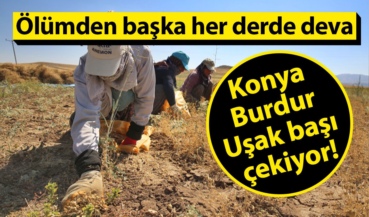 Konya Burdur Uşak başı çekiyor! Amerika ve Almanya’ya satılıyor Ölümden başka her derde deva