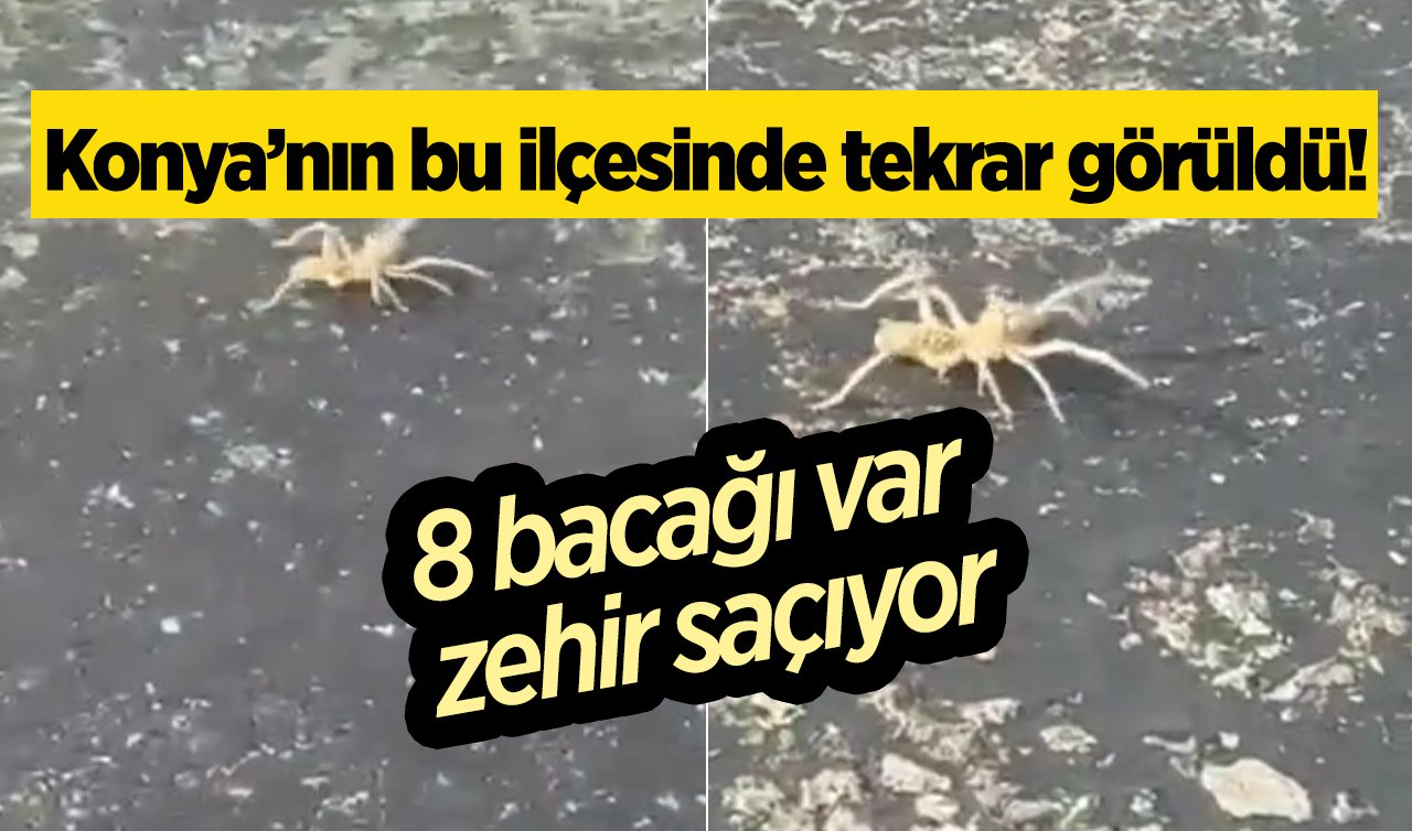 Konya’nın bu ilçesinde tekrar görüldü! 8 bacağı var zehir saçıyor