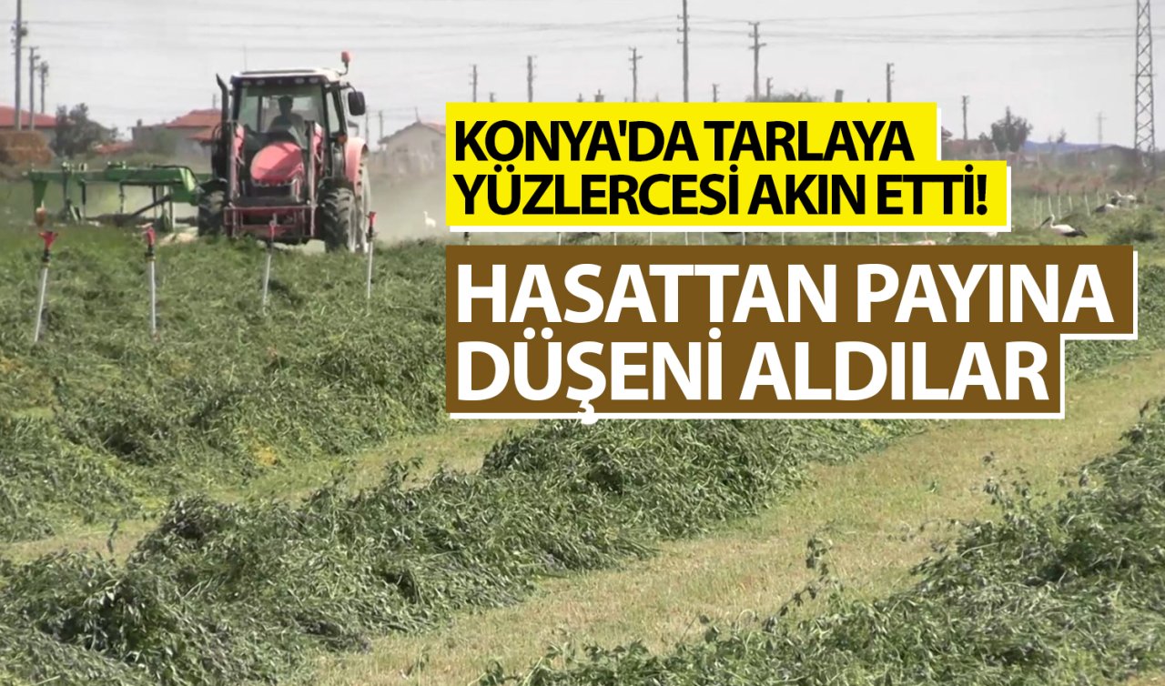  Konya’da tarlaya yüzlercesi akın etti! Hasattan payına düşeni aldılar 