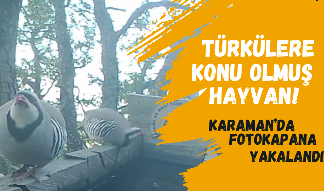 Türkülere konu olmuş hayvan! Karaman’da fotokapana yakalandı