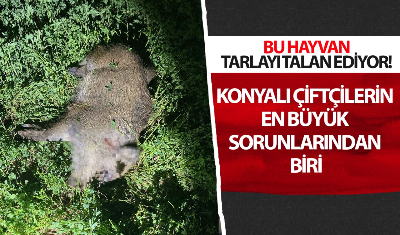  Konyalı çiftçilerin en büyük sorunlarından biri! Bu hayvan tarlayı talan ediyor