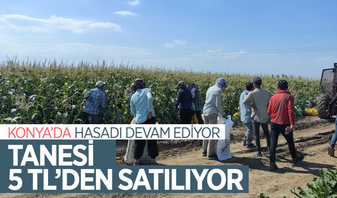  Konya’da hasadı devam ediyor! Tanesi 5 TL’den satılıyor