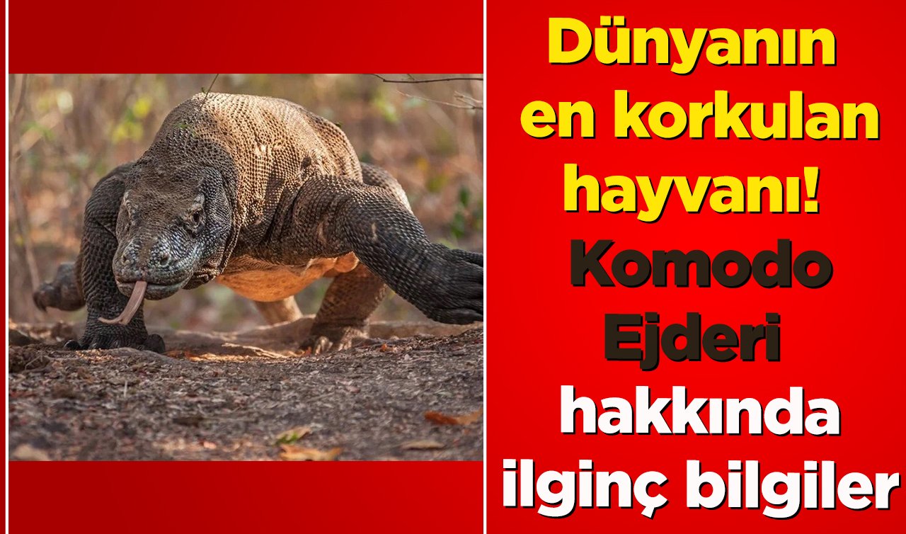 Dünyanın en korkulan hayvanı! Komodo Ejderi hakkında ilginç bilgiler