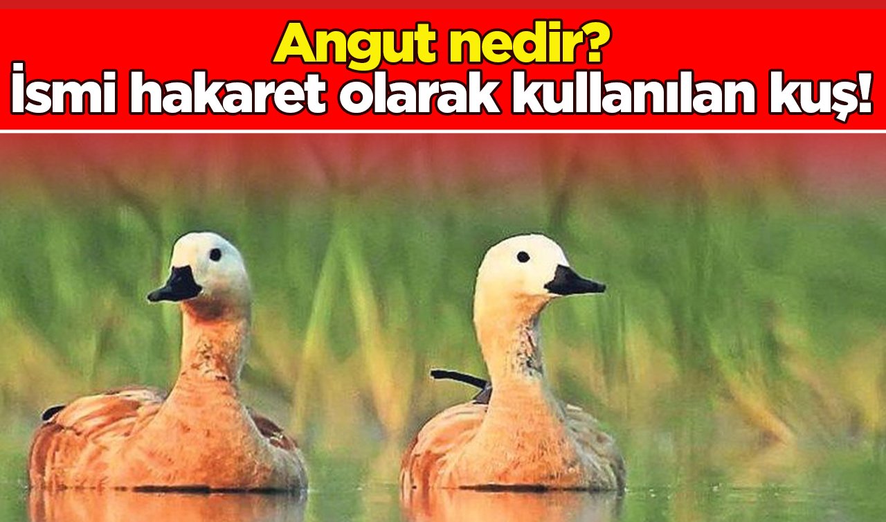  Angut nedir? İsmi hakaret olarak kullanılan kuş! 