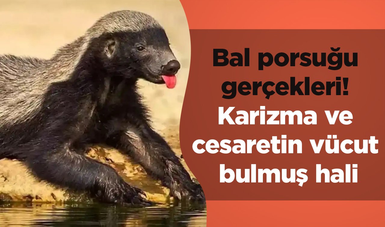 Bal porsuğu gerçekleri! Karizma ve cesaretin vücut bulmuş hali