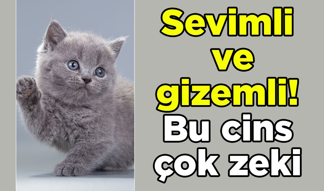 Sevimli ve gizemli! Bu cins çok zeki