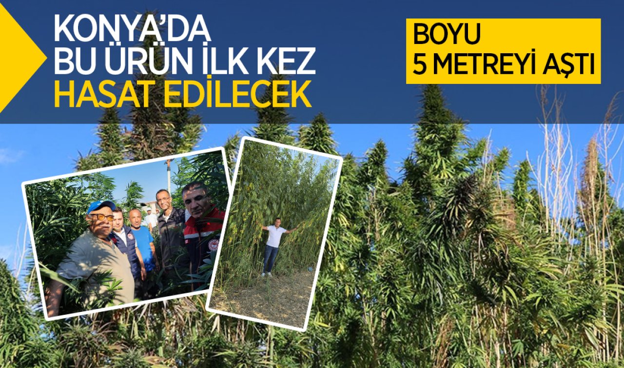  Konya’da bu ürün ilk kez hasat edilecek! Boyu 5 metreyi aştı 