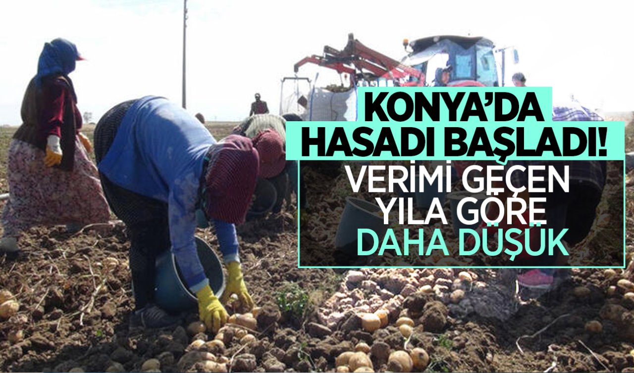 Konya’da yerin altında yetişen altının hasadı başladı! Verimi geçen yıla göre daha düşük