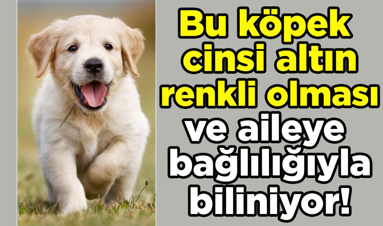  Bu köpek cinsi altın renkli olması ve aileye bağlılığıyla biliniyor!