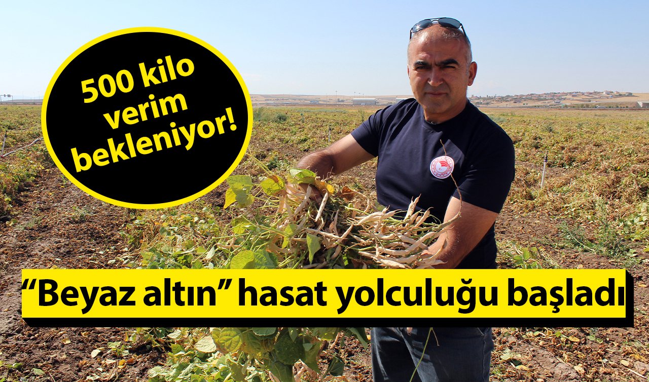  “Beyaz altın’’ hasat yolculuğu başladı: 500 kilo verim bekleniyor! 