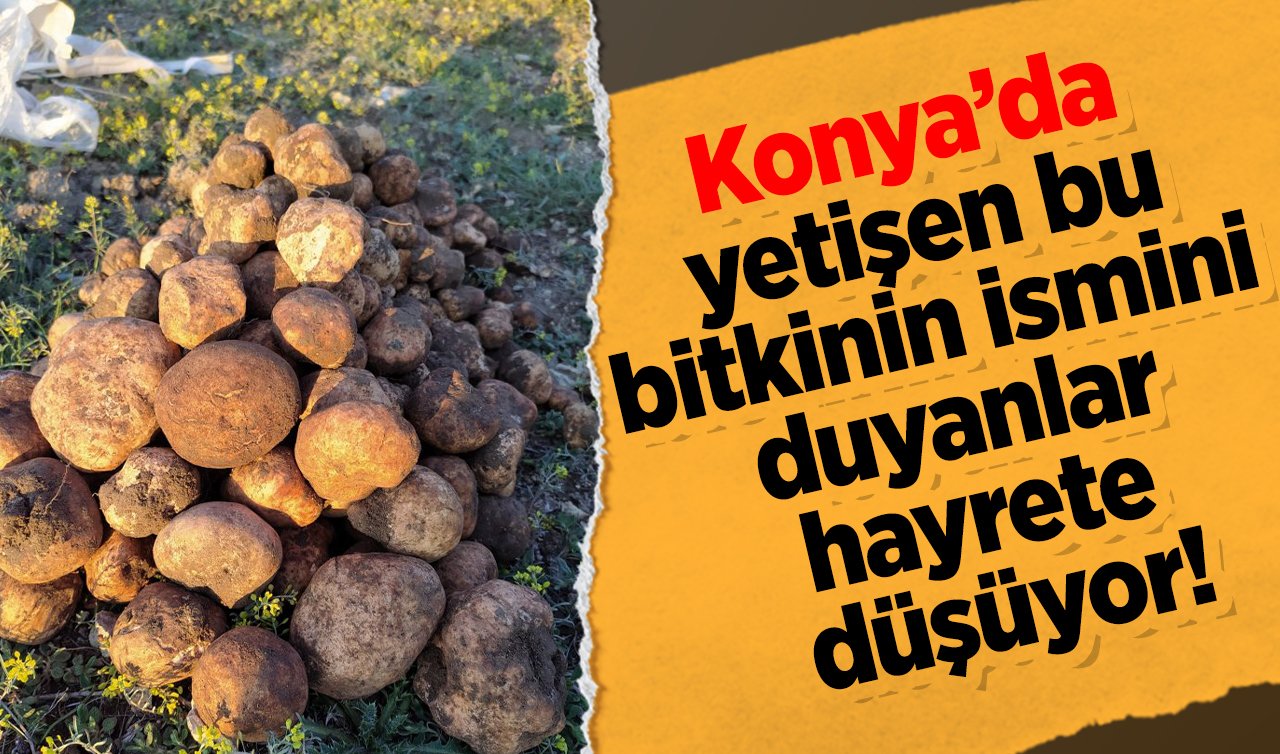 Konya’da yetişen bu bitkinin ismini duyanlar hayrete düşüyor!