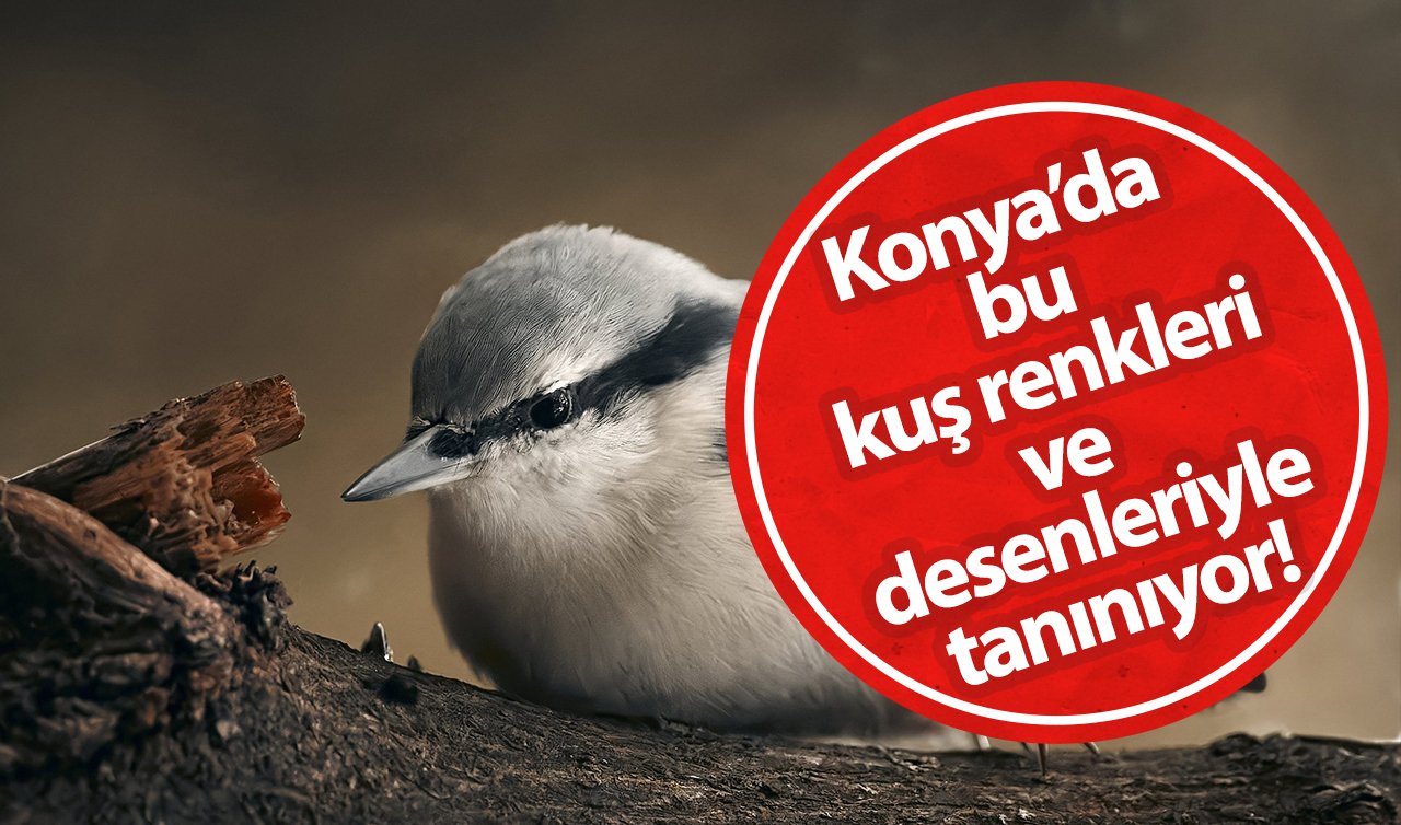 Konya’da bu kuş renkleri ve desenleriyle tanınıyor!