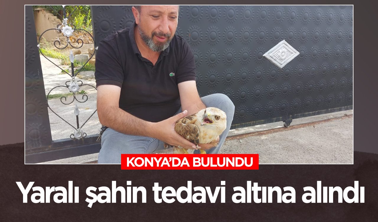  Konya’da bulunan yaralı şahin tedavi altına alındı