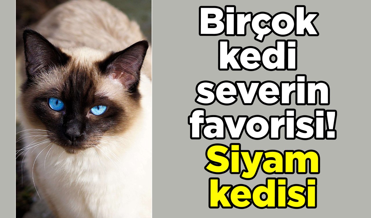  Birçok kedi severin favorisi! Siyam kedisi 