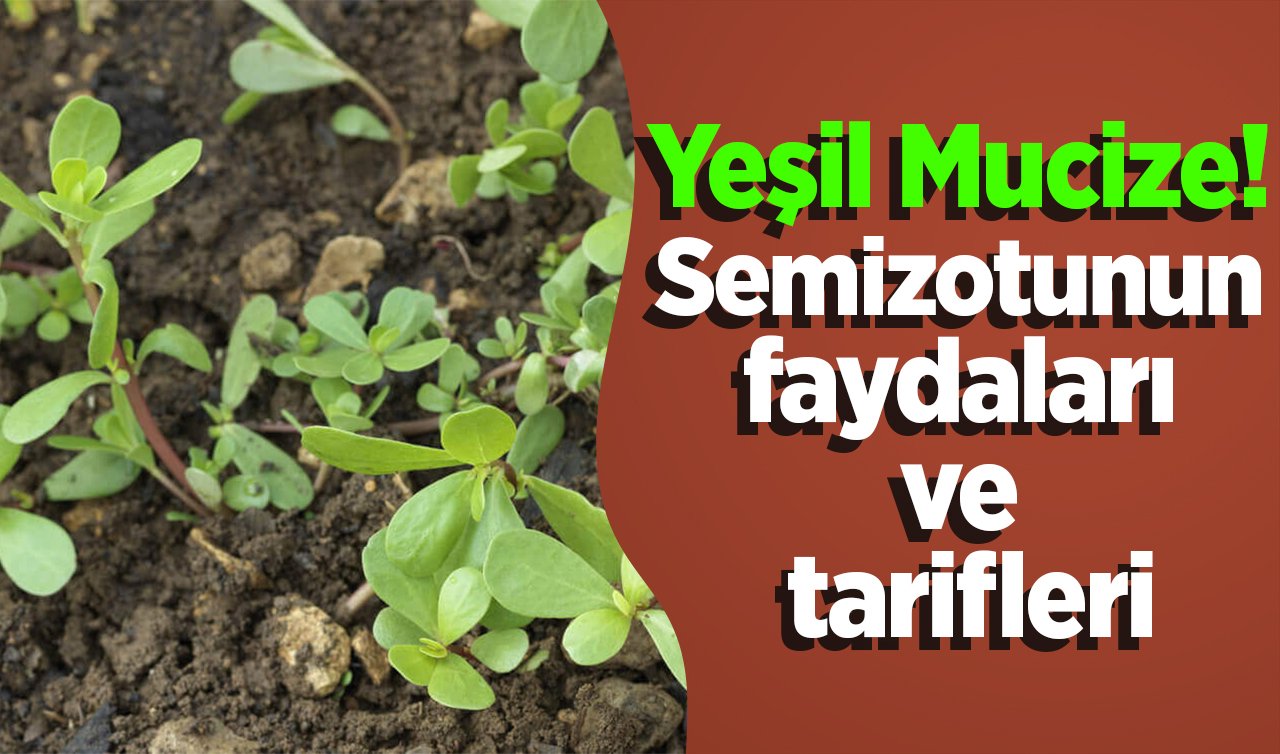 Yeşil Mucize! Semizotunun faydaları ve tarifleri