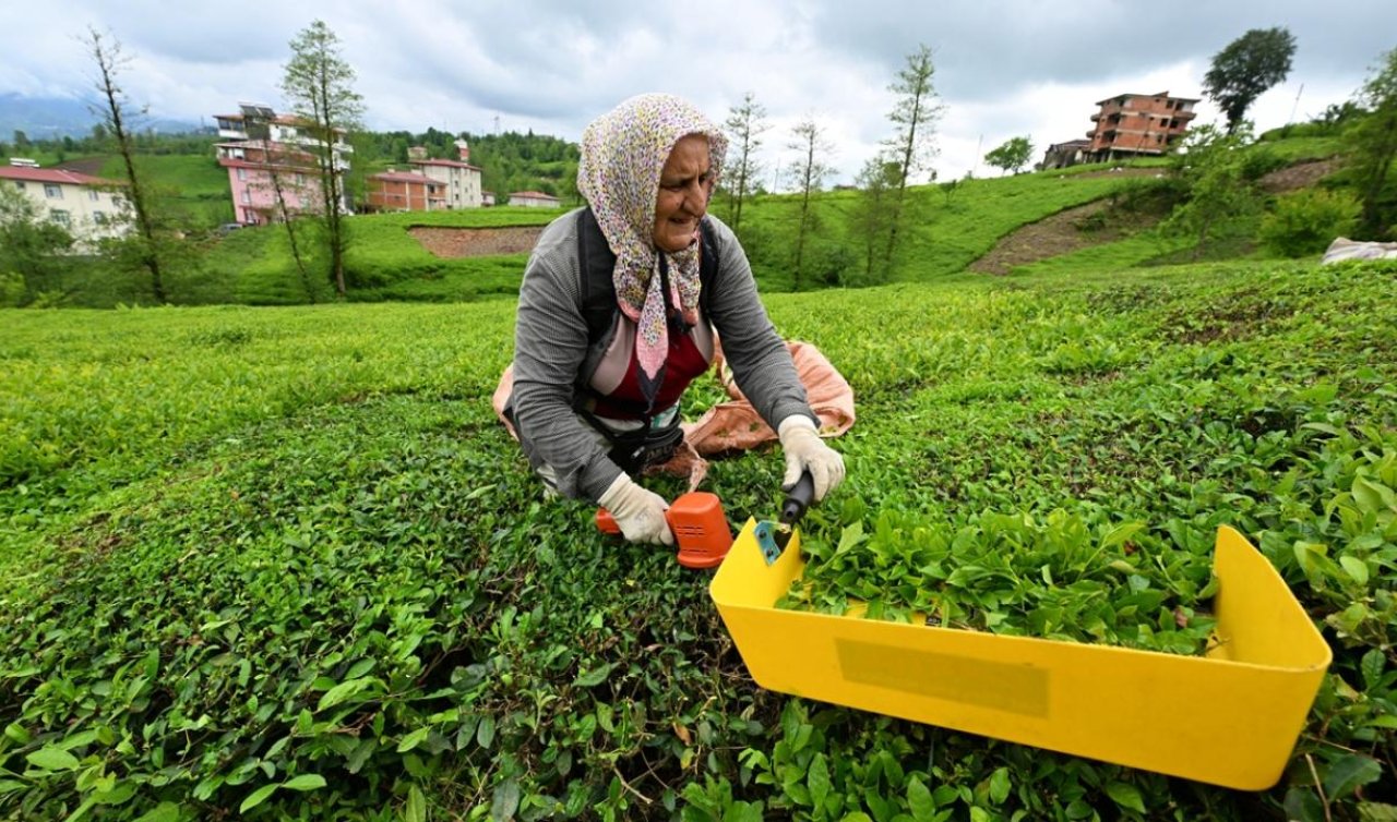 ÇAYKUR randevulu çay alım sistemini kaldırdı