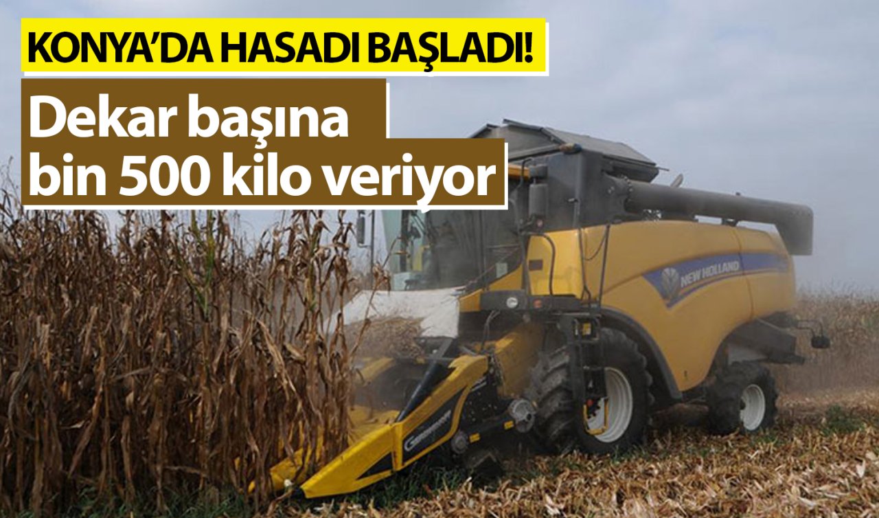 Konya’da hasadı başladı! Dekar başına bin 500 kilo veriyor