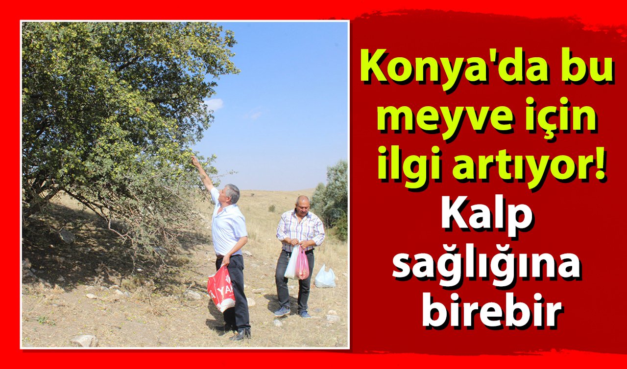  Konya’da bu meyve için ilgi artıyor! Kalp sağlığına birebir