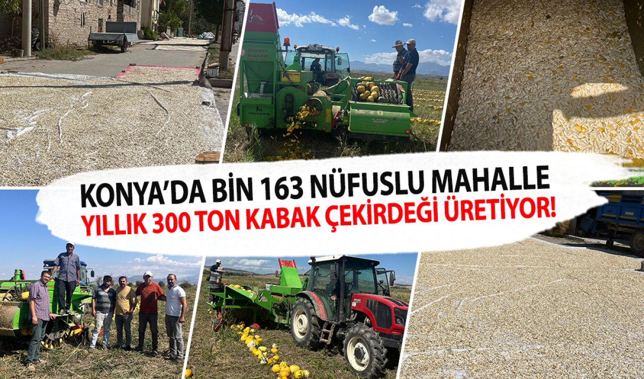 Konya’da bin 163 nüfuslu mahalle yıllık 300 ton kabak çekirdeği üretiyor!