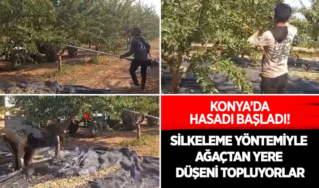 Konya’da hasadı başladı! Silkeleme yöntemiyle ağaçtan düşeni topluyorlar